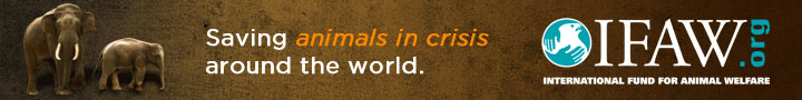 ifaw.org